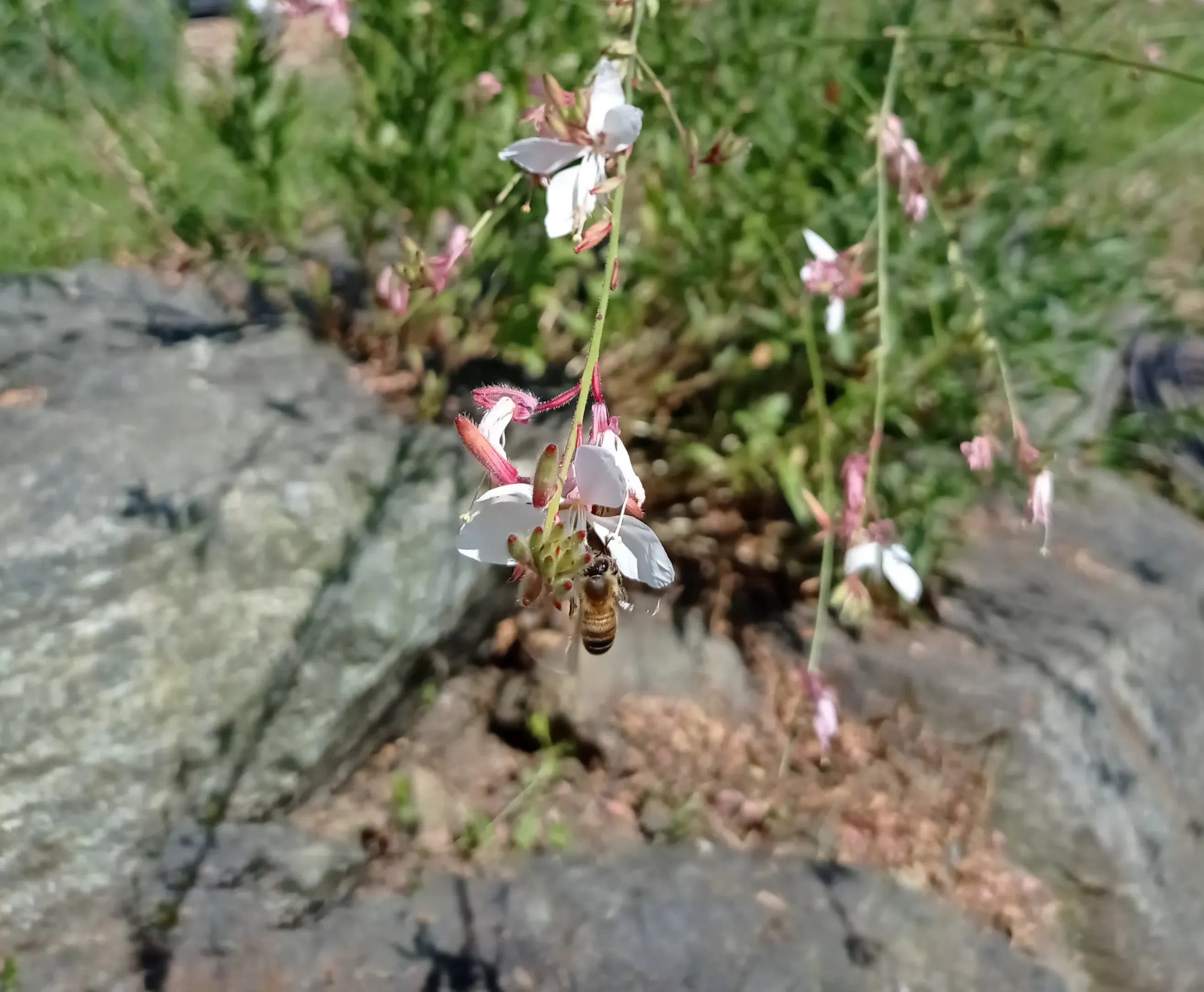 Prestations paysagistes écologiques