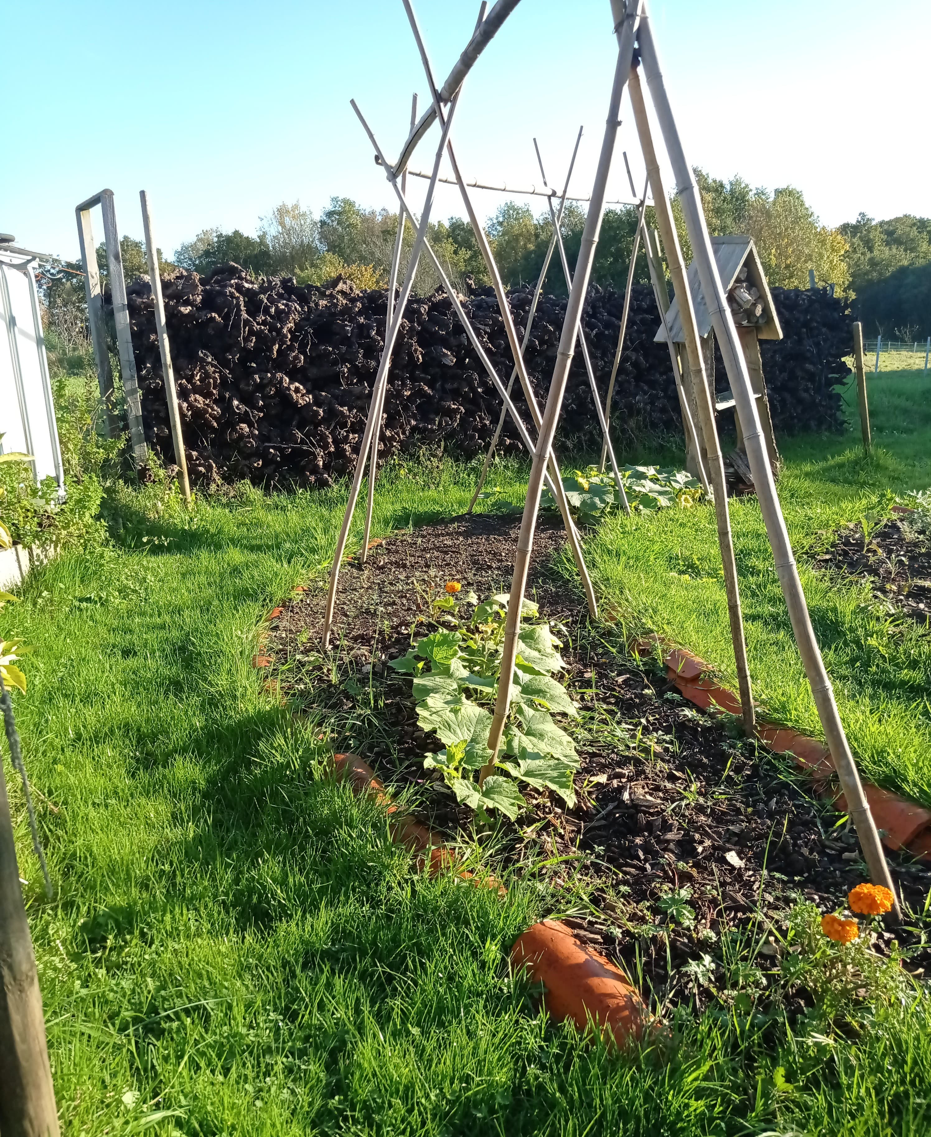 Potager en tipis